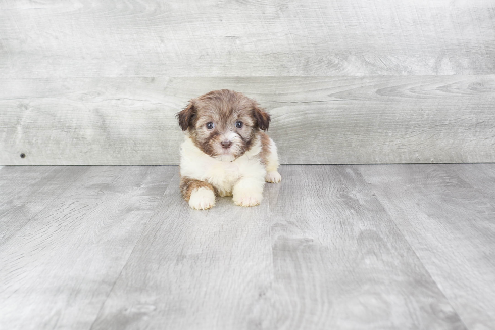 Havanese Puppy for Adoption