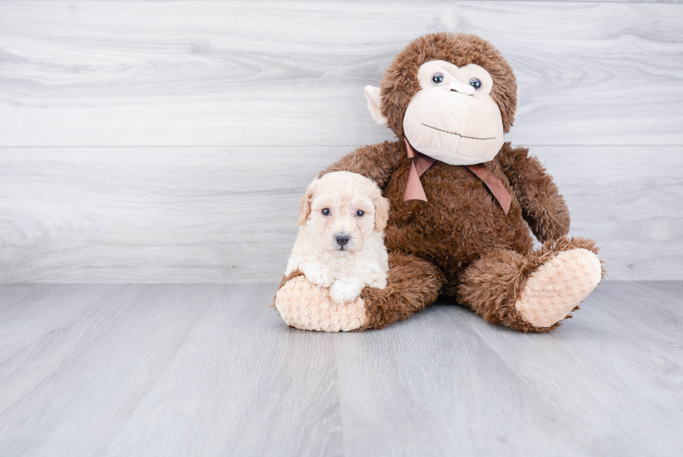 Smart Maltipoo Poodle Mix Pup