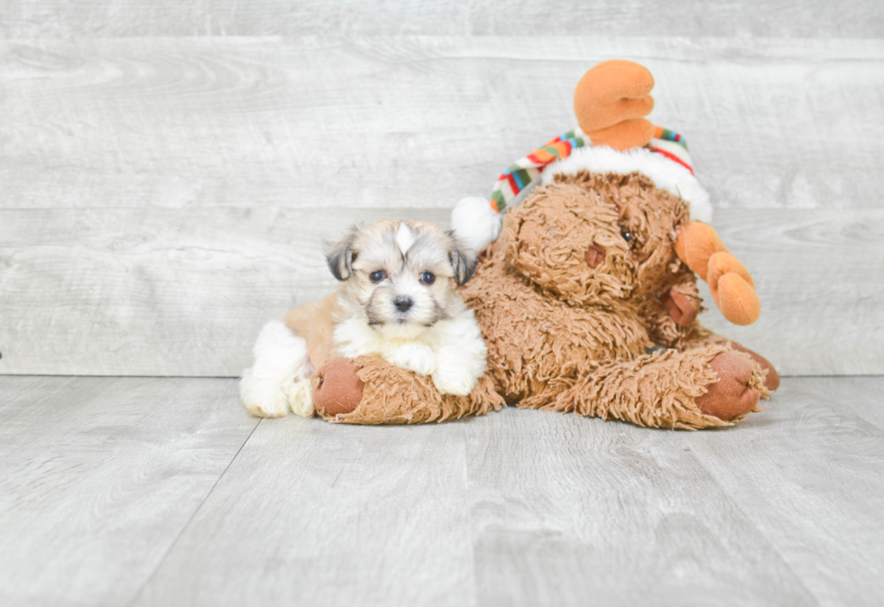 Friendly Havanese Baby