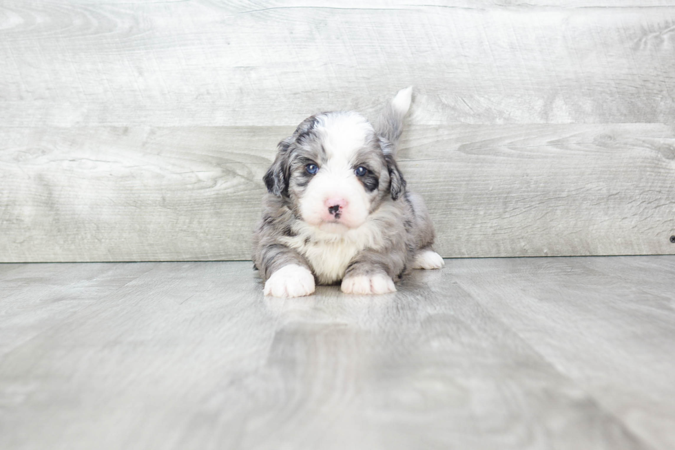 Funny Mini Bernedoodle Poodle Mix Pup