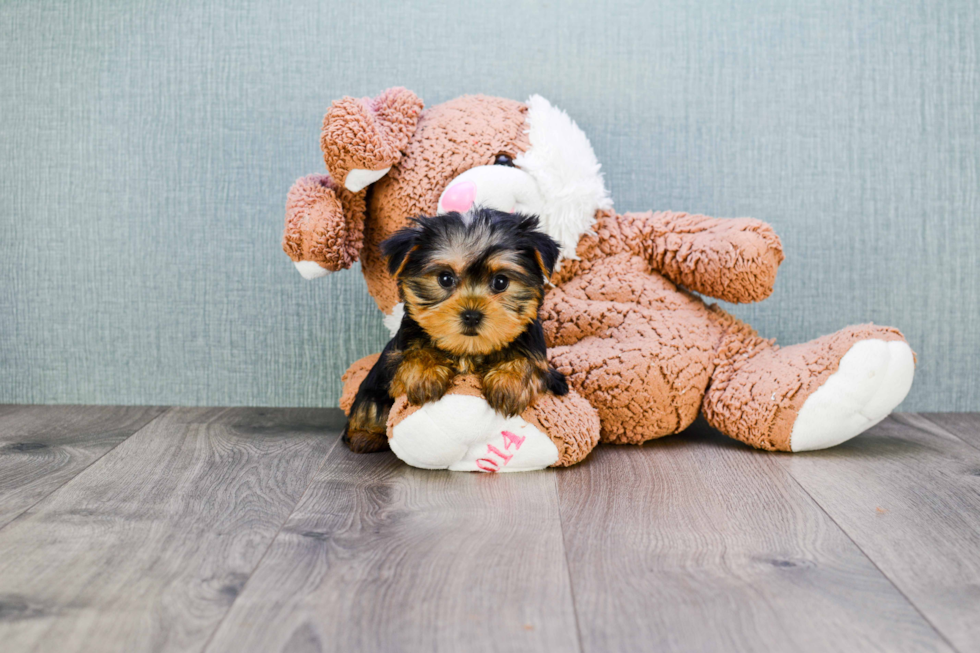 Meet Nugget - our Yorkshire Terrier Puppy Photo 