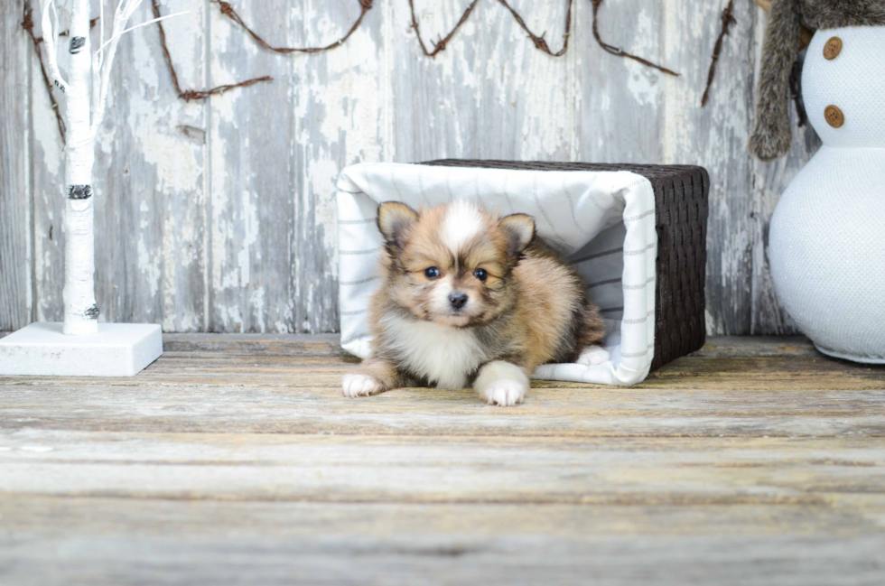 Pomeranian Pup Being Cute