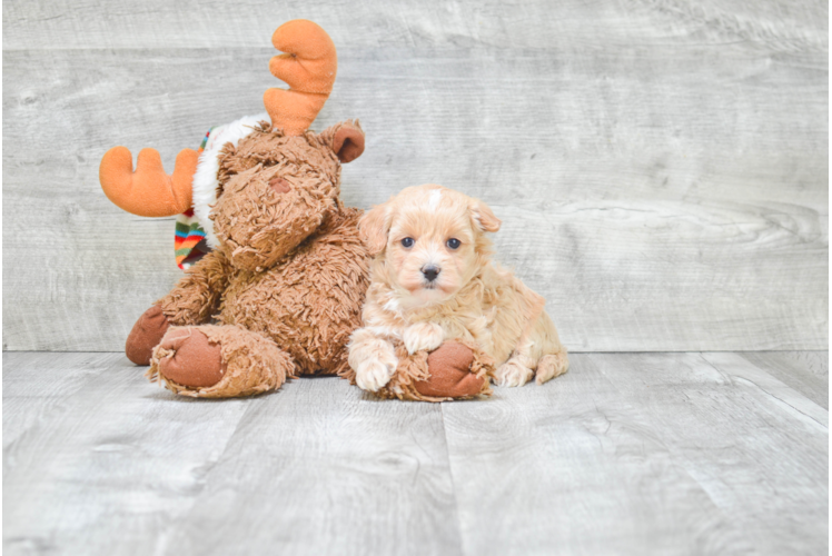 Fluffy Maltipoo Poodle Mix Pup