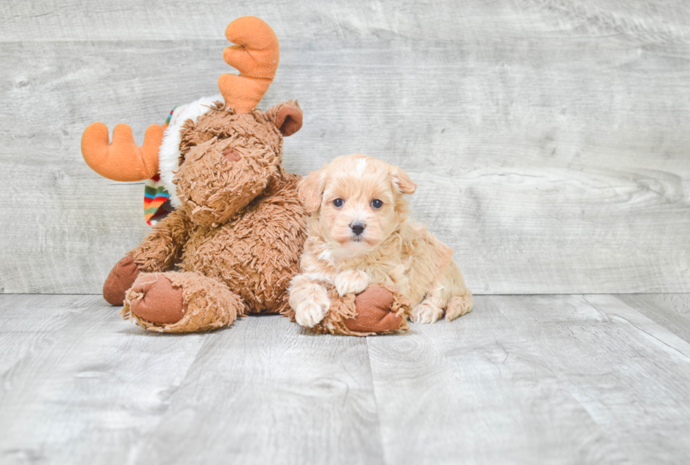 Fluffy Maltipoo Poodle Mix Pup