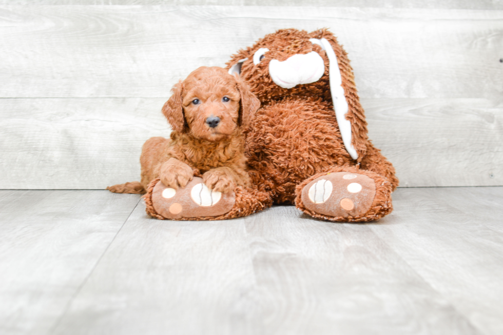 Smart Mini Goldendoodle Poodle Mix Pup