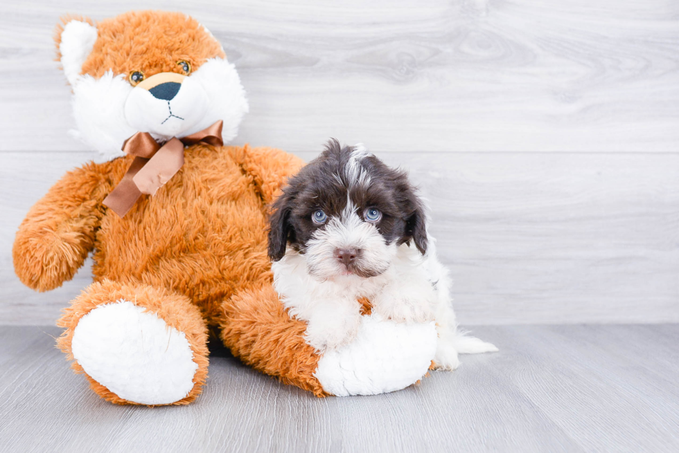 Funny Havanese Purebred Pup