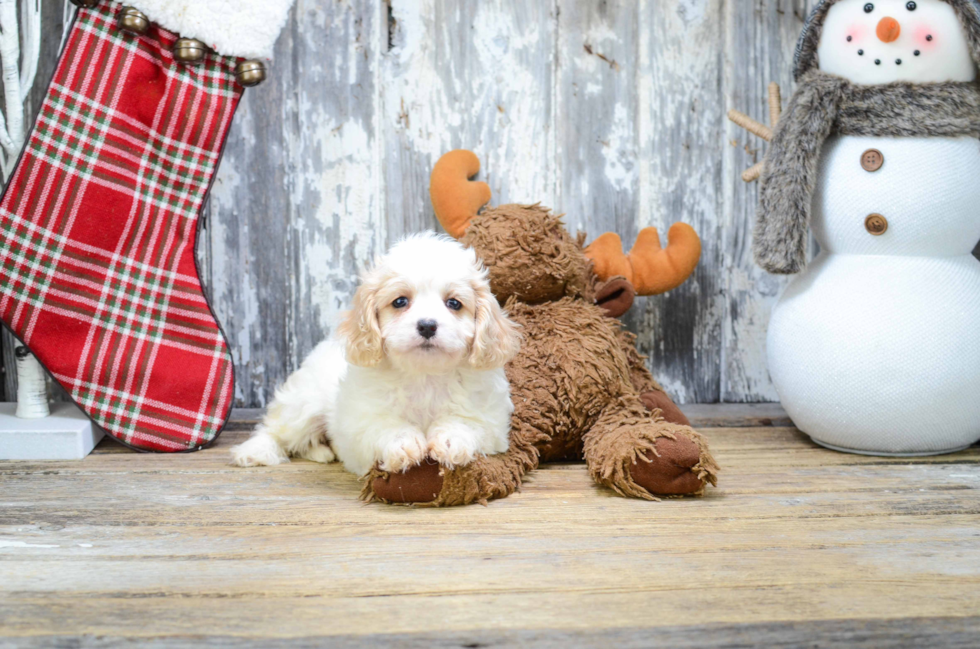 Adorable Cavalier Designer Puppy