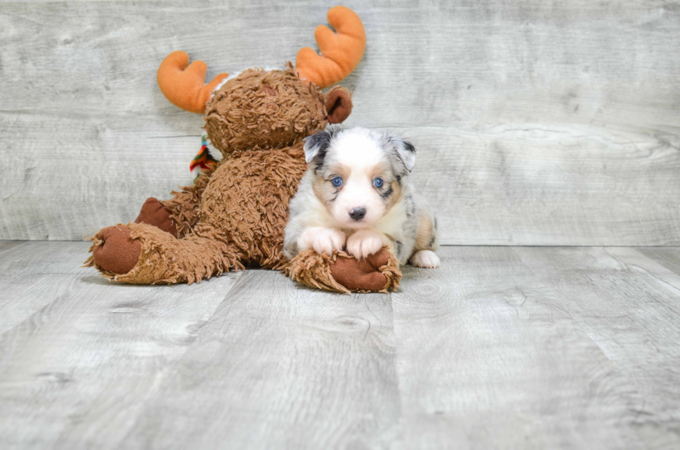 Mini Aussiedoodle Puppy for Adoption