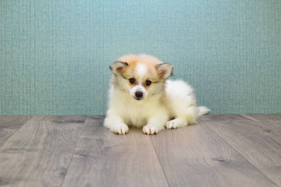 Pomeranian Pup Being Cute