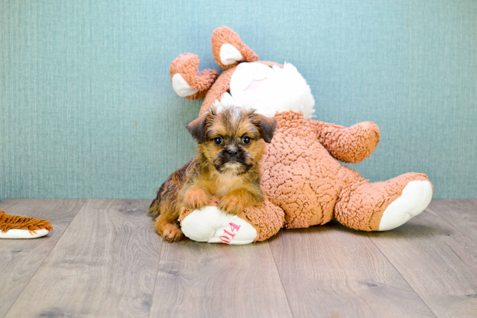 Best Brussels Griffon Baby