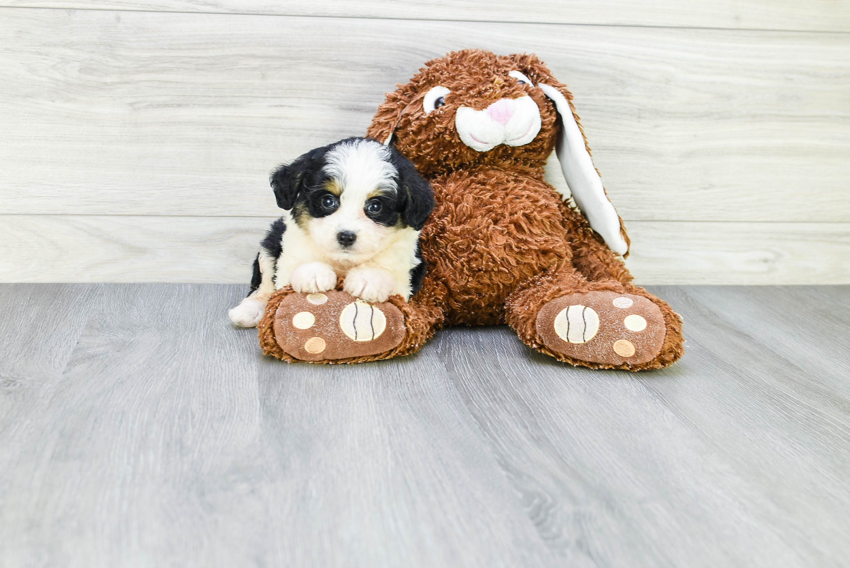 Smart Mini Aussiedoodle Poodle Mix Pup