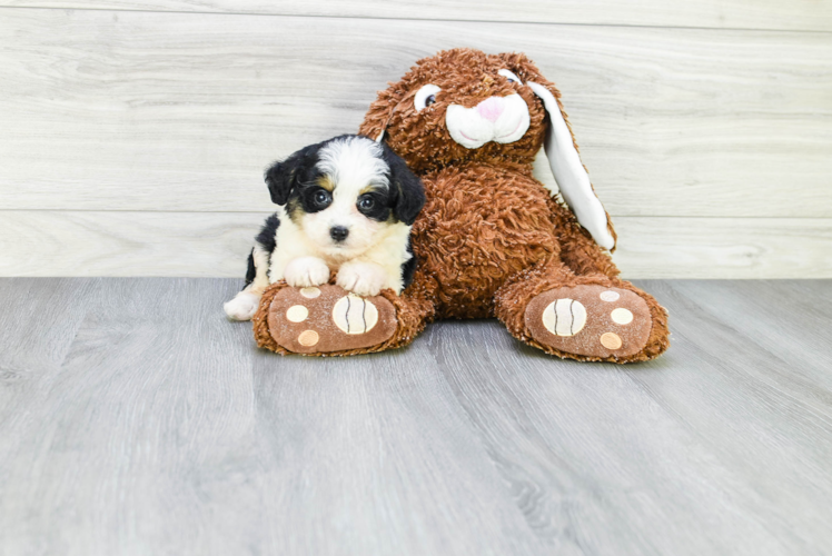 Smart Mini Aussiedoodle Poodle Mix Pup