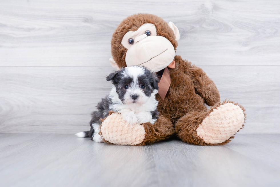 Havanese Puppy for Adoption