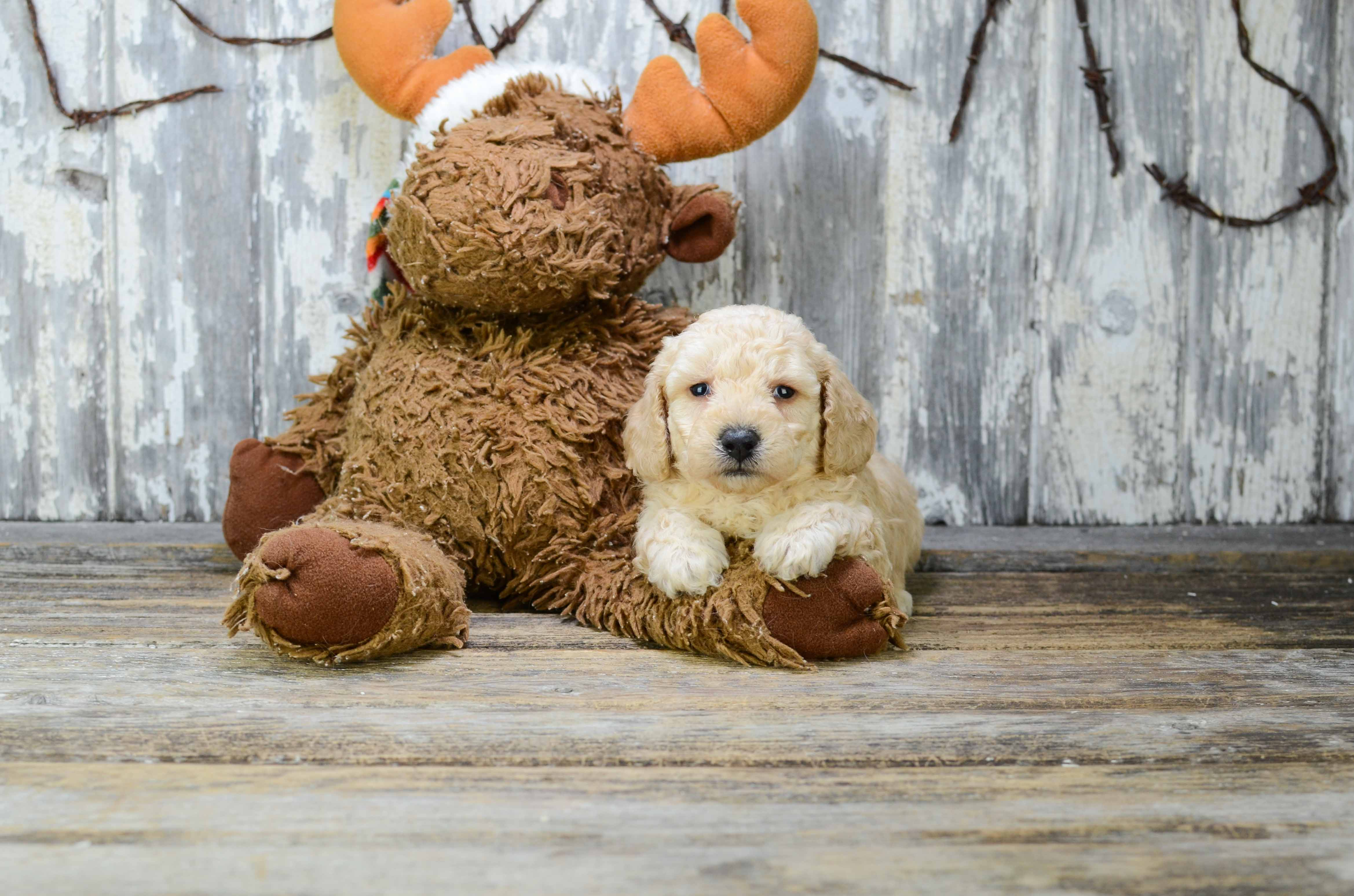 Best Poodle Baby