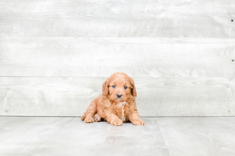 Cavapoo Puppy for Adoption