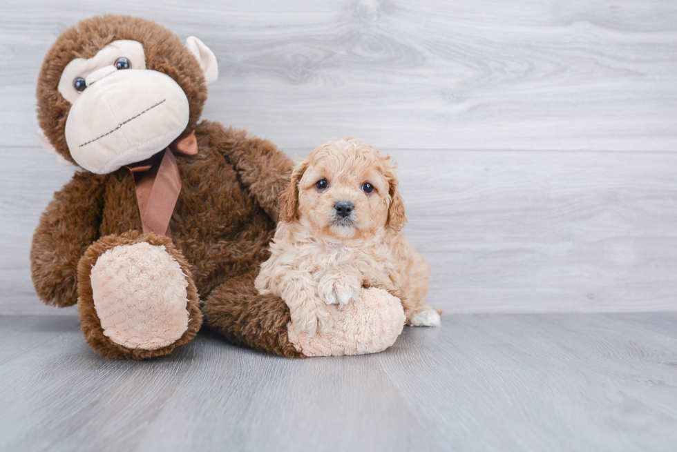 Best Cavapoo Baby