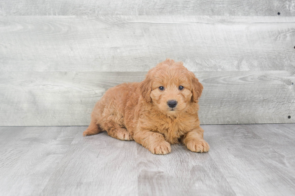 Little Golden Retriever Poodle Mix Puppy