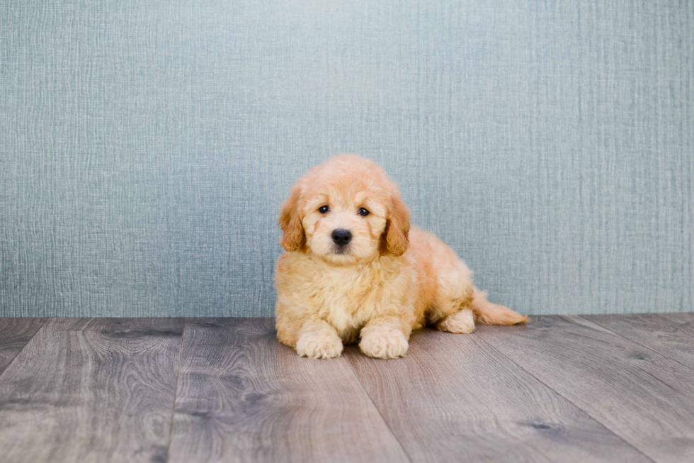 Sweet Mini Goldendoodle Baby