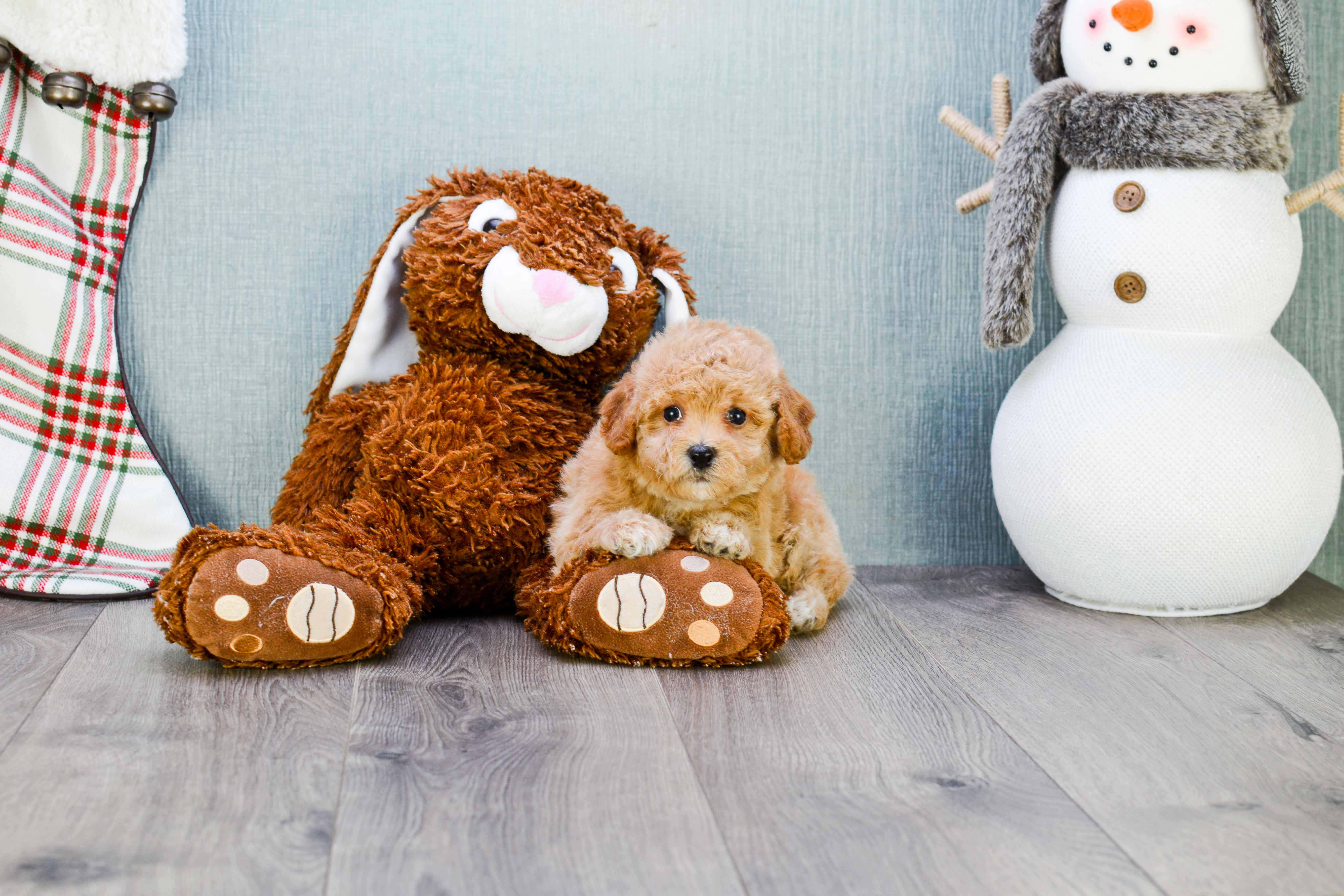 Maltipoo Pup Being Cute