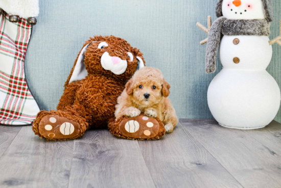 Maltipoo Pup Being Cute