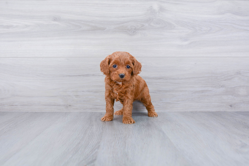 Cockapoo Puppy for Adoption