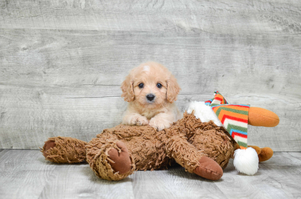 Best Cavapoo Baby