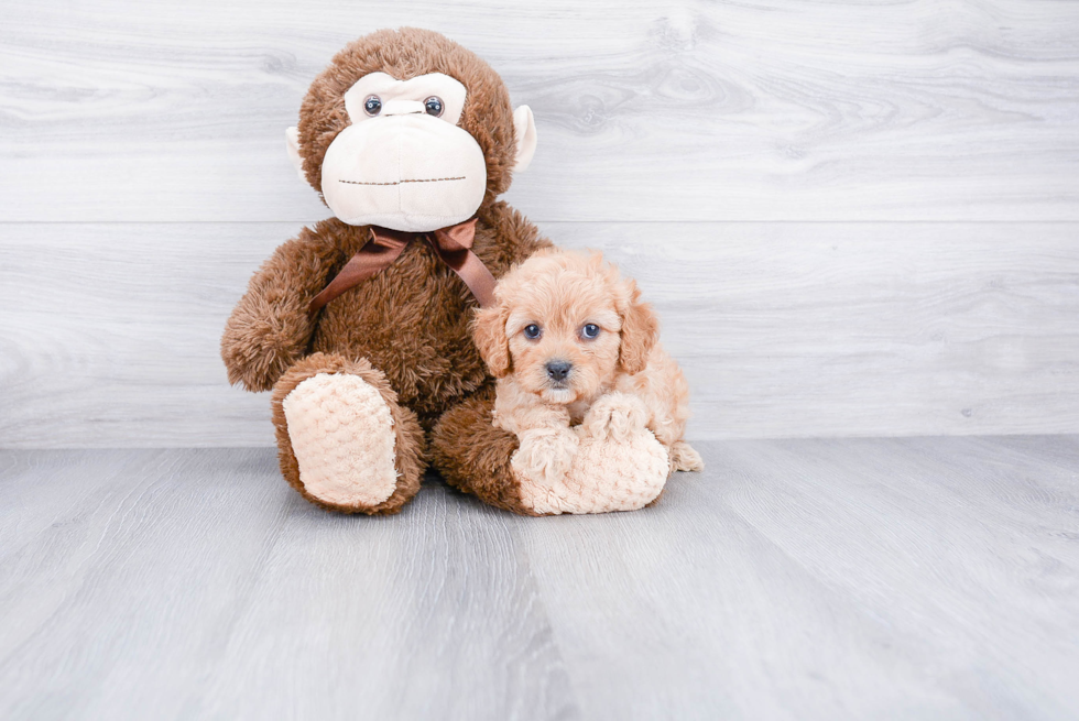 Cute Cavapoo Baby