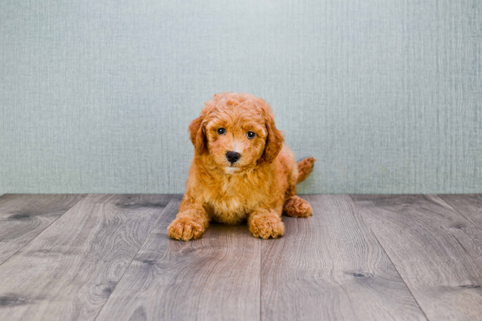 Mini Goldendoodle Puppy for Adoption