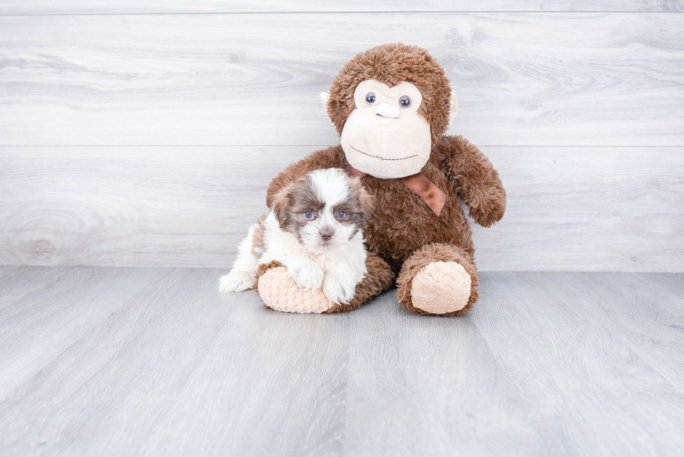 Teddy Bear Pup Being Cute