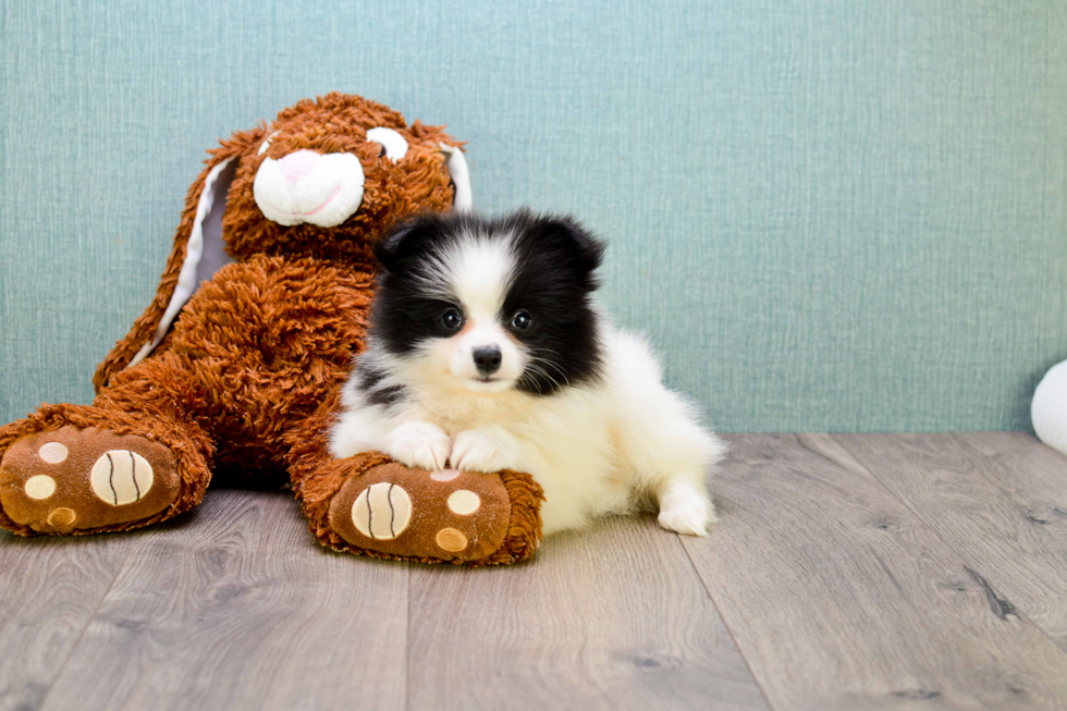 Popular Pomeranian Purebred Pup