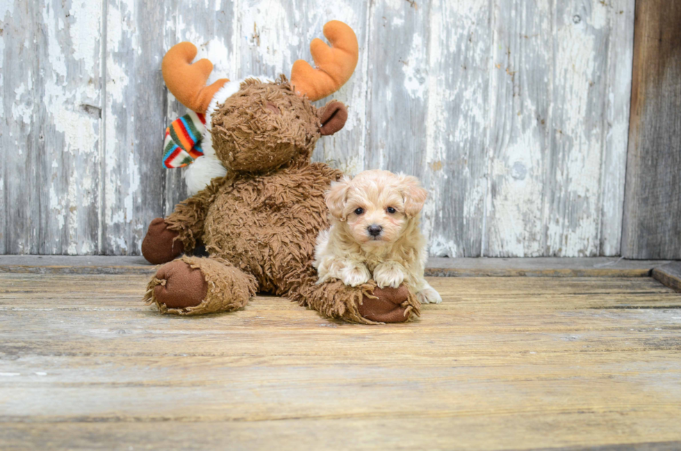 Maltipoo Pup Being Cute