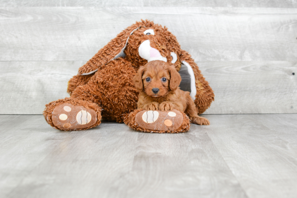 Adorable Cavoodle Poodle Mix Puppy