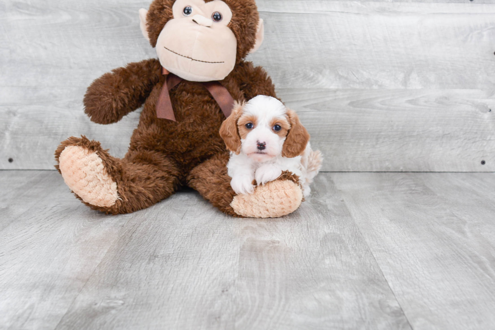 Smart Cavapoo Poodle Mix Pup