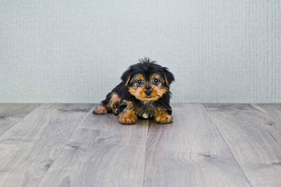 Meet Joey - our Yorkshire Terrier Puppy Photo 