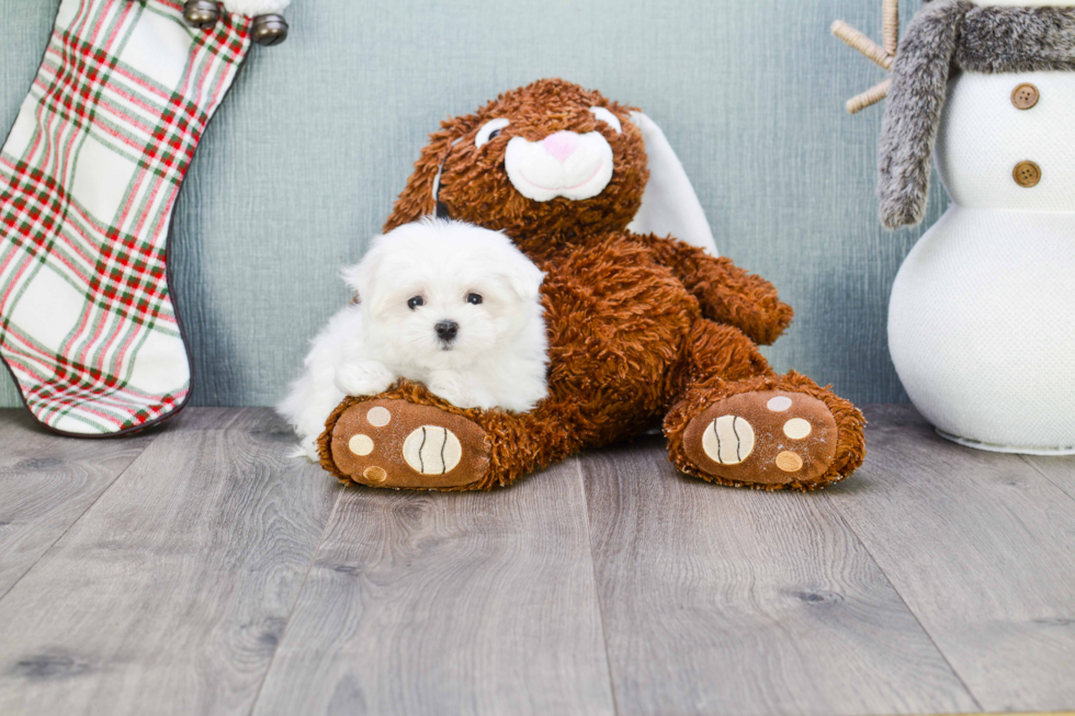 Little Maltese Purebred Pup