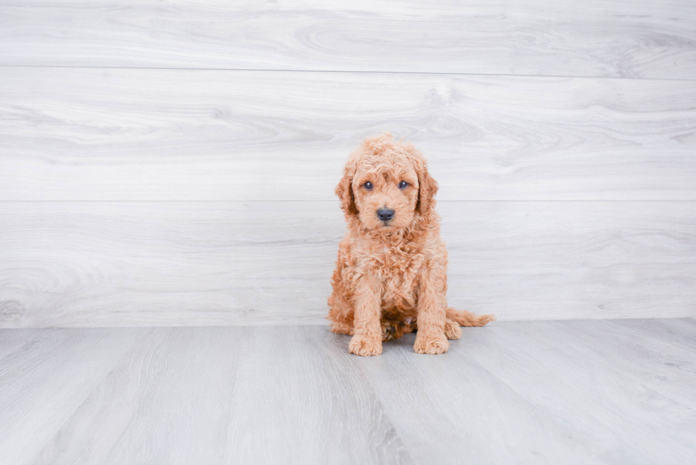 Petite Mini Goldendoodle Poodle Mix Pup