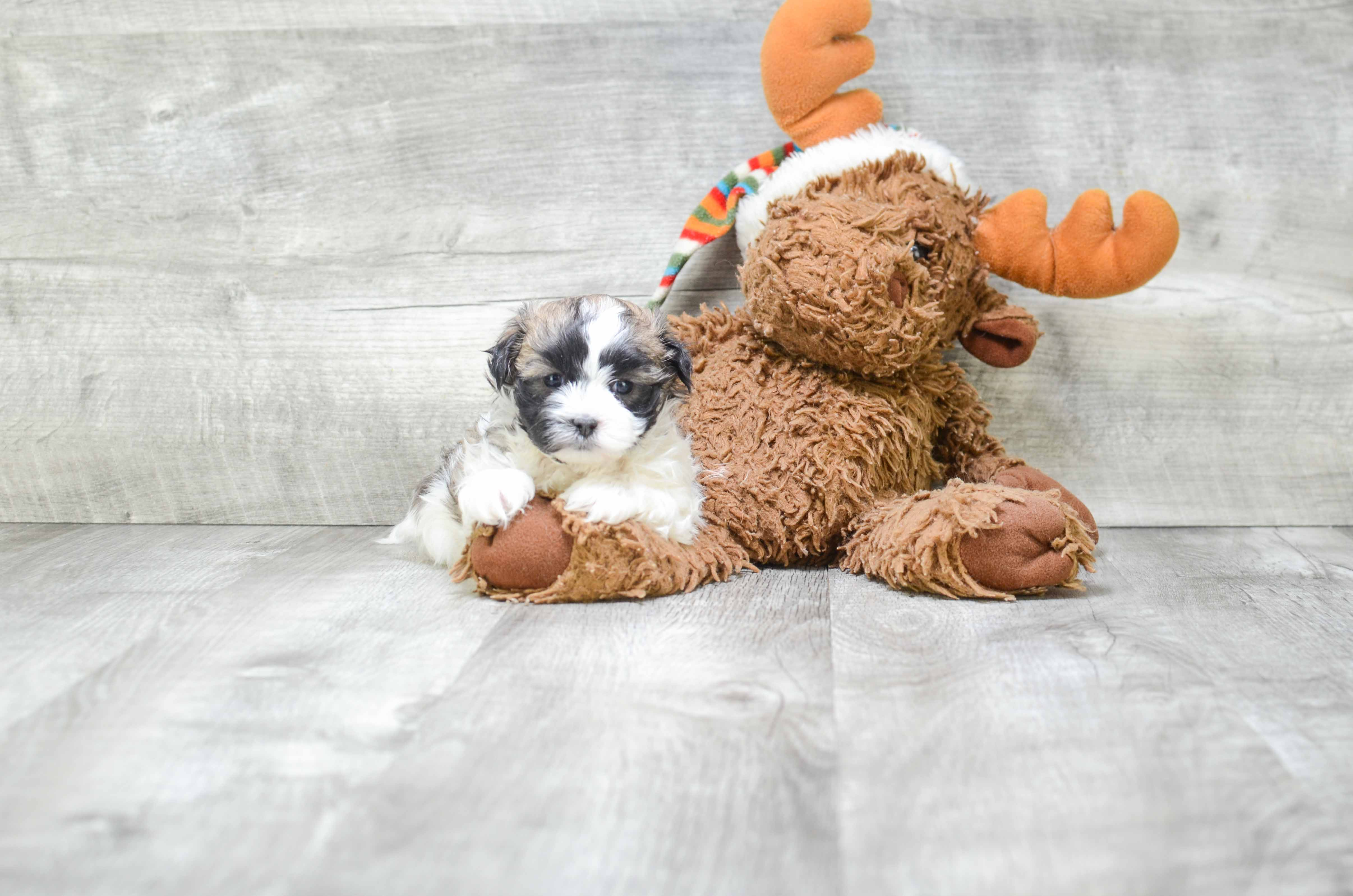 Sweet Teddy Bear Baby