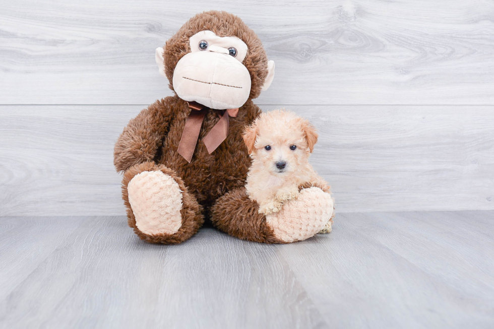 Maltipoo Puppy for Adoption