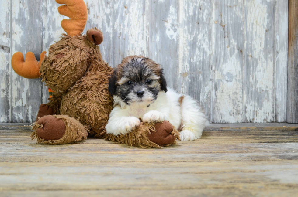 Best Teddy Bear Baby