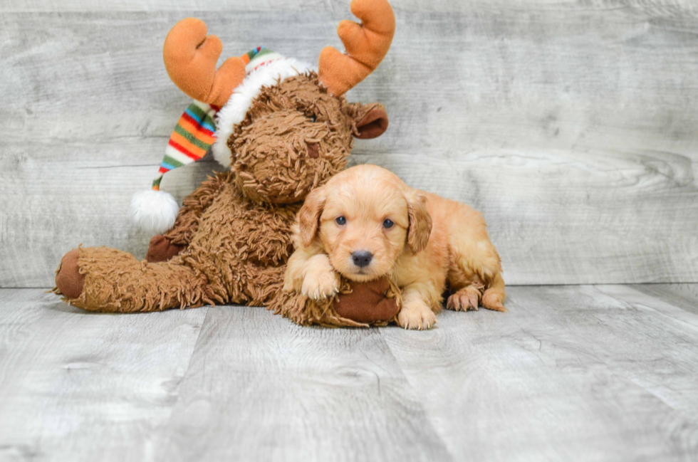 Mini Goldendoodle Puppy for Adoption