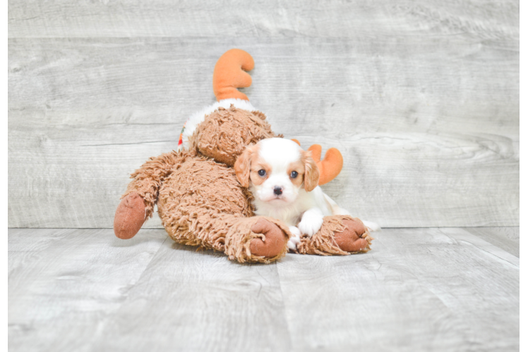 Cavalier King Charles Spaniel Pup Being Cute