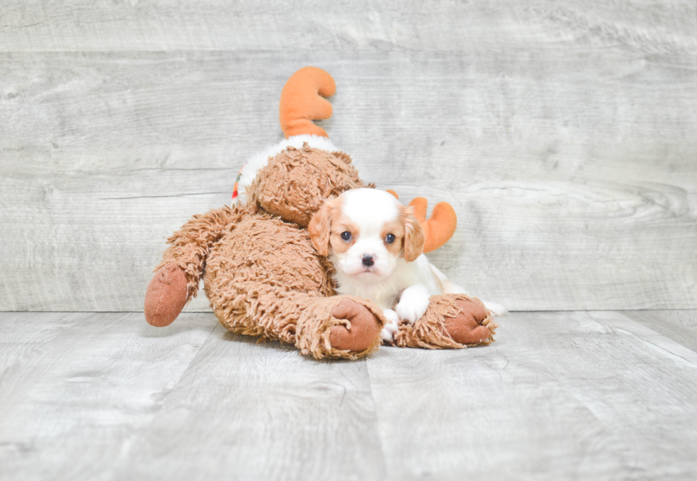 Cavalier King Charles Spaniel Pup Being Cute