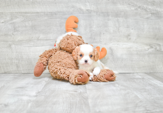 Cavalier King Charles Spaniel Pup Being Cute