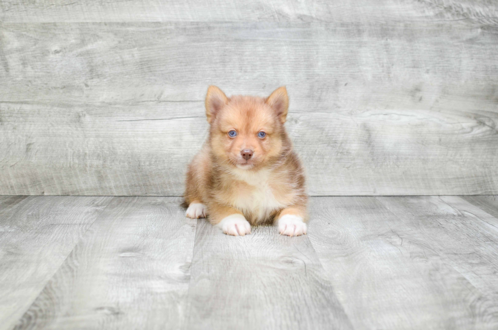 Friendly Pomsky Baby