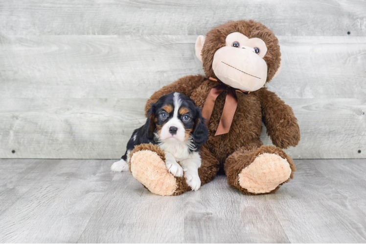 Best Cavalier King Charles Spaniel Baby