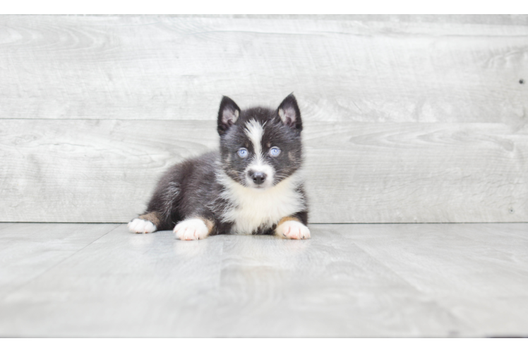 Adorable Mini Husky Designer Puppy