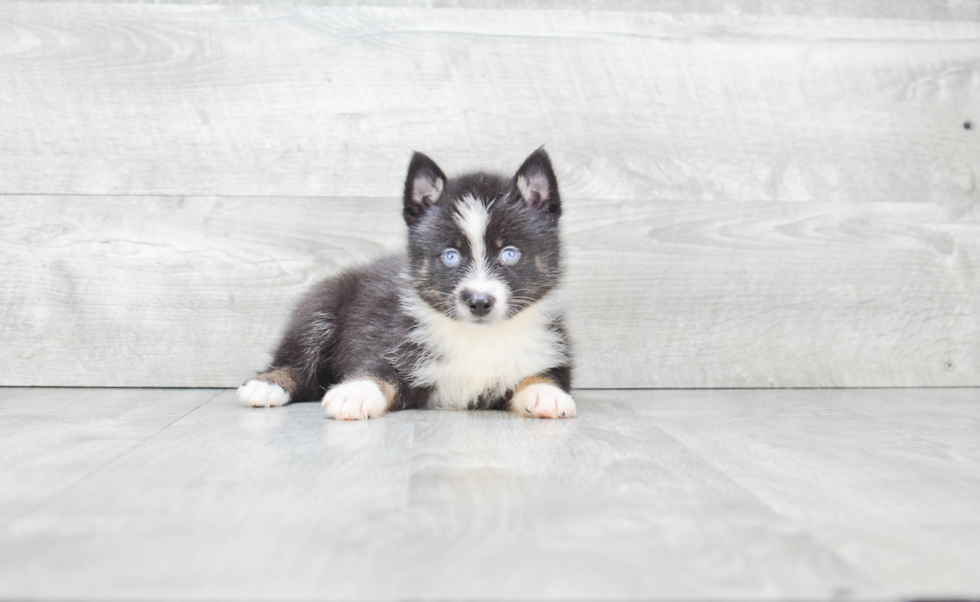 Adorable Mini Husky Designer Puppy