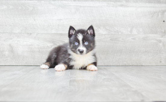 Adorable Mini Husky Designer Puppy