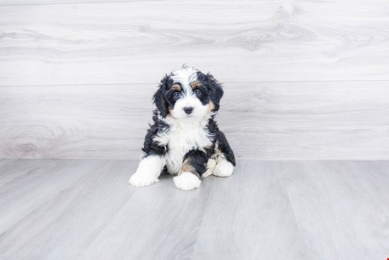 Best Mini Bernedoodle Baby