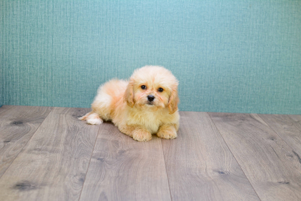 Little Cavoodle Poodle Mix Puppy